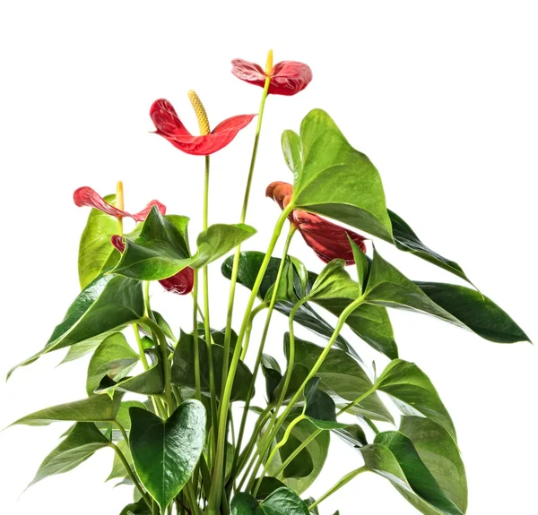 Red anthurium — Stock Photo, Image