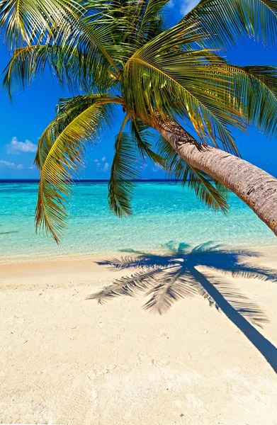 Tropical beach — Stock Photo, Image