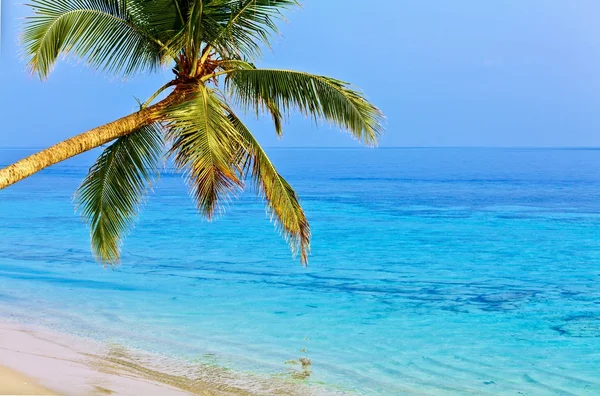 Tropical beach — Stock Photo, Image