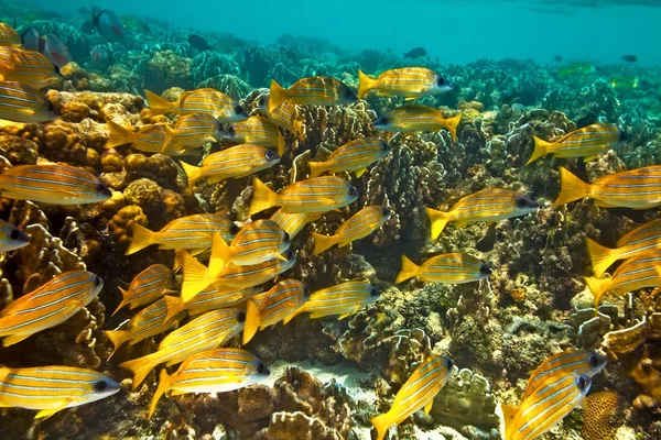 Big school of fish — Stock Photo, Image