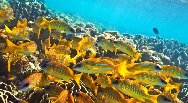 Grande escola de peixes — Fotografia de Stock