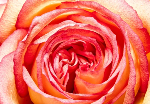 Red rose — Stock Photo, Image