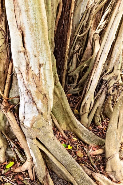 Tronco de un árbol viejo —  Fotos de Stock