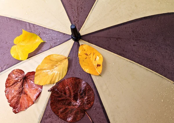 Wet umbrella — Stockfoto