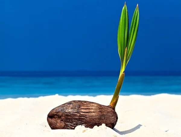 Baby palm tree — Stock Photo, Image