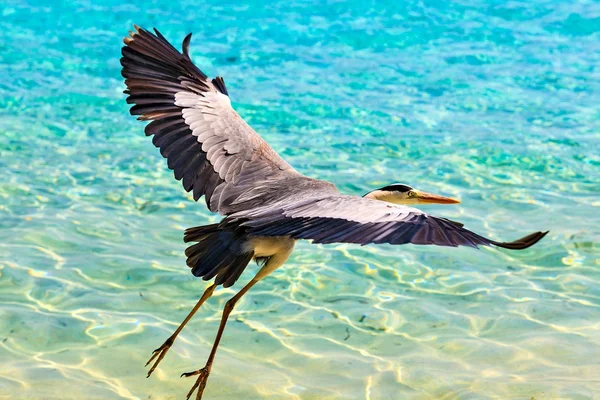 The Bird's Flight — Stock Photo, Image