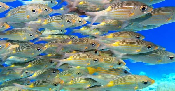 Escuela de peces —  Fotos de Stock