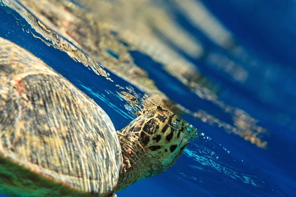 Sea Turtle — Stock Photo, Image