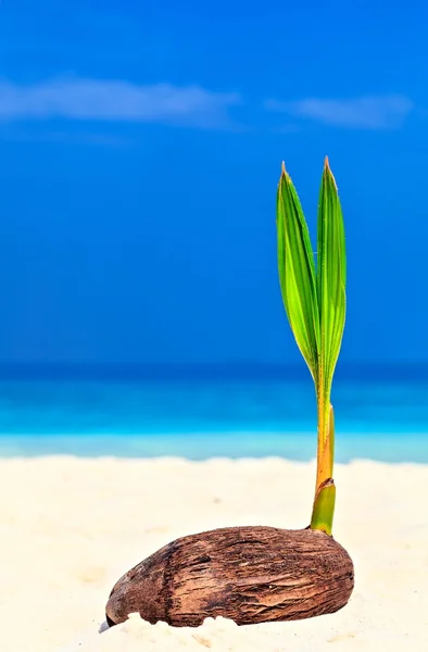 Baby palm tree — Stock Photo, Image