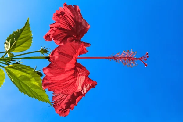 Flor roja — Foto de Stock