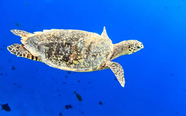 바다 거북 — 스톡 사진