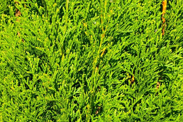 Thuja grenar — Stockfoto