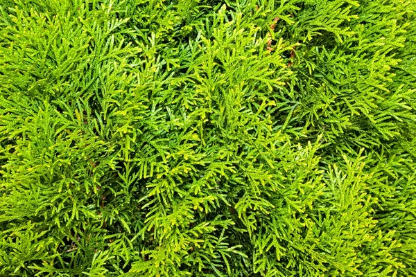 Mazı (bitki)-dalları