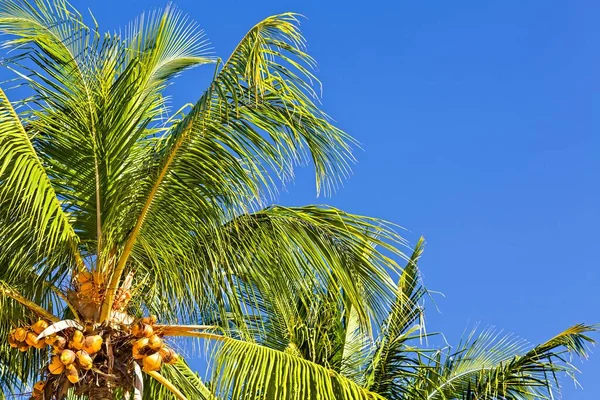 Nice Coconut Palmtree Blue Sky — Stock Photo, Image