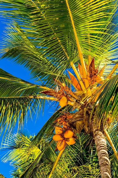 Nice Coconut Palmtree Blue Sky — Stock Photo, Image