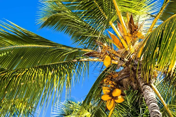 Nice Coconut Palmtree Blue Sky — Stock Photo, Image