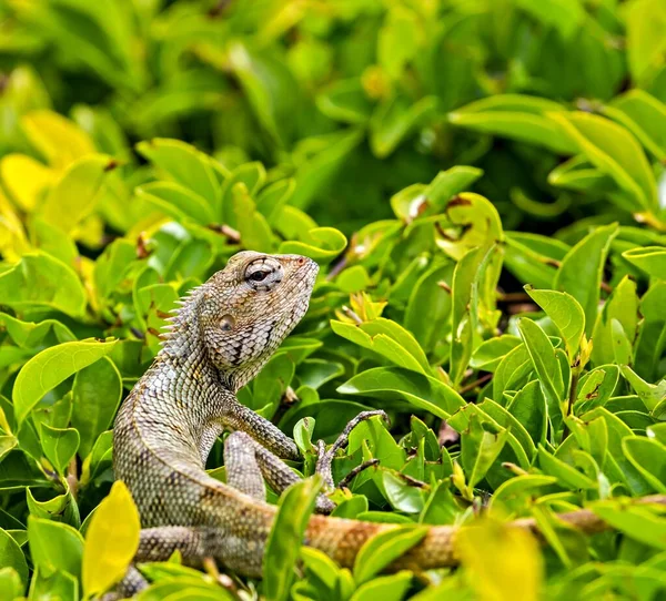 Lizard Est Couché Sommet Brousse Maurice — Photo