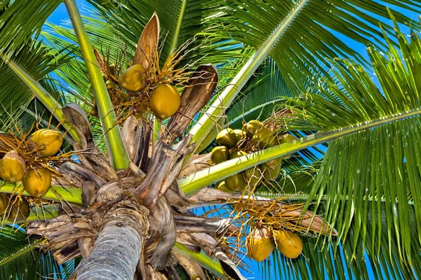 蓝天衬托下美丽的椰子树 图库照片