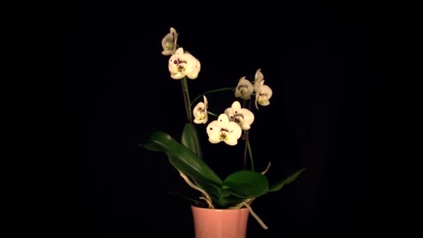 Orchid on black — Stock Video