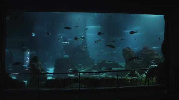 Největší Mořské Akvárium Evropě Barceloně Španělsku Vysoce Kvalitní Záběry — Stock video
