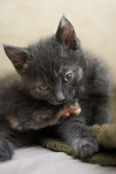 Kép egy bolyhos cica egy füstös színű, mossa és nyalja a mancsát, néz a kamerába. — Stock Fotó