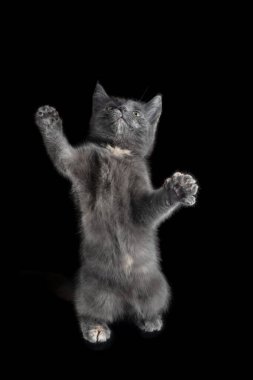 Kedi yavrusu İngilizler 'in gri dumanlı renkleri izole edilmiş siyah bir zemin üzerinde oturuyorlar..