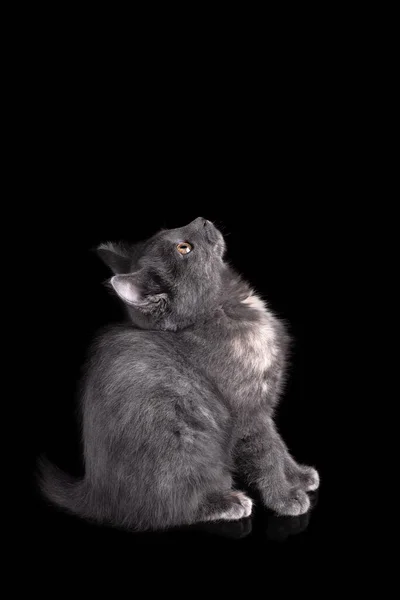 Gatinho britânico raça cinza cor fumegante sentado em um fundo preto isolado com reflexão. — Fotografia de Stock