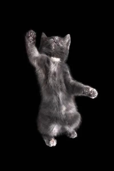 猫科动物英国品种灰色烟雾色坐在一个孤立的黑色背景与反光. — 图库照片