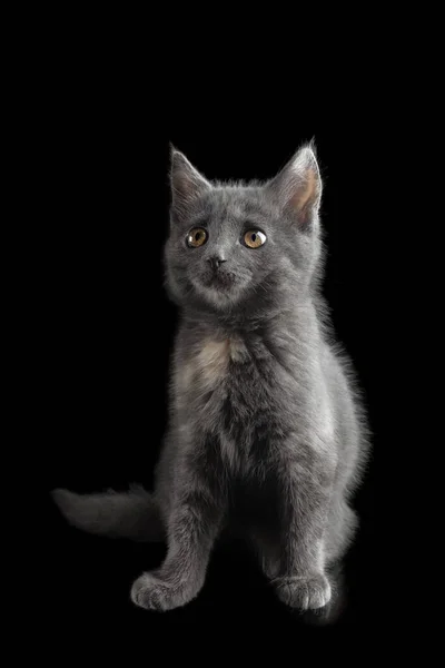 Kitten Britische Rasse grau rauchige Farbe sitzt auf einem isolierten schwarzen Hintergrund mit Reflexion — Stockfoto