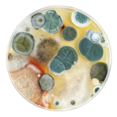 Petri dish with mold clipart
