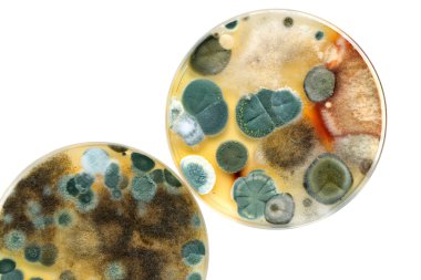 petri dish with mold clipart