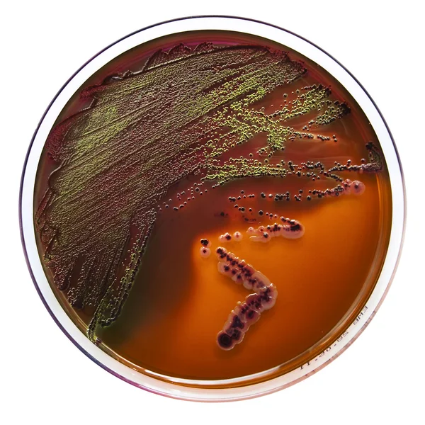 Petri plato con bacterias — Foto de Stock