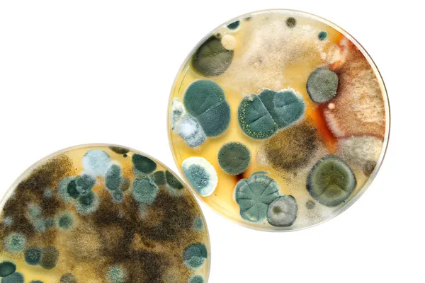 Petri dish with mold — Stock Photo, Image