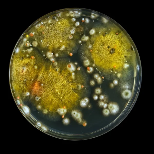 Petri dish with mold isolated on black — Stock Photo © grebcha 21822599