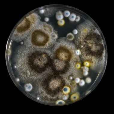Petri dish with mold isolated on black clipart