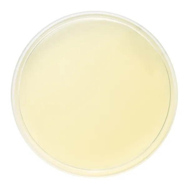 Petri Dish Ordförande — Stockfoto