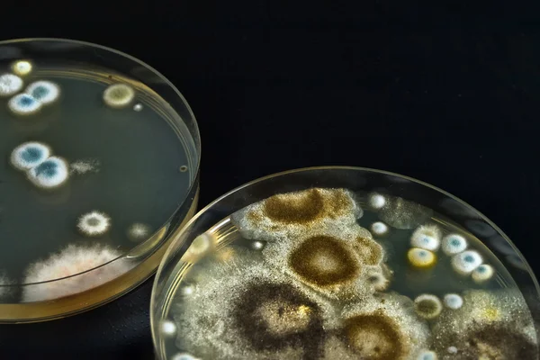 Petriho misky s plísní izolovaných na černém — Stock fotografie