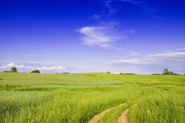 Grüne Wiese und Weizenfeld — Stockfoto