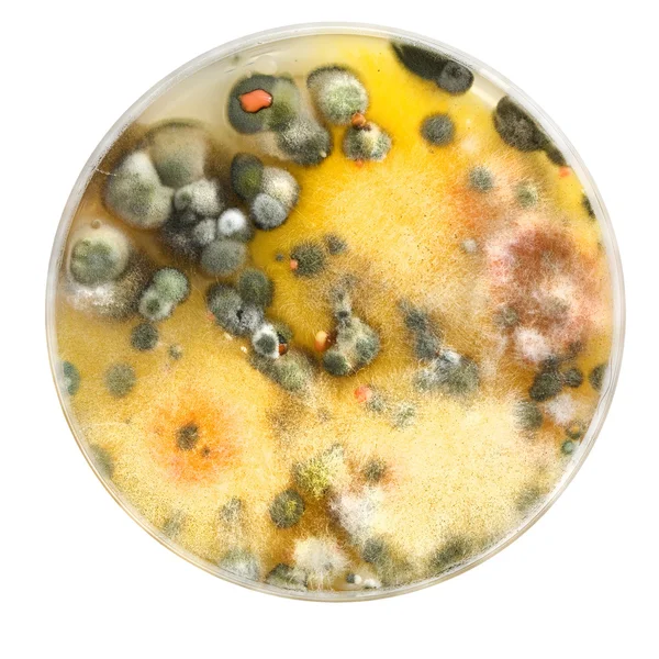 Placa de Petri com molde — Fotografia de Stock