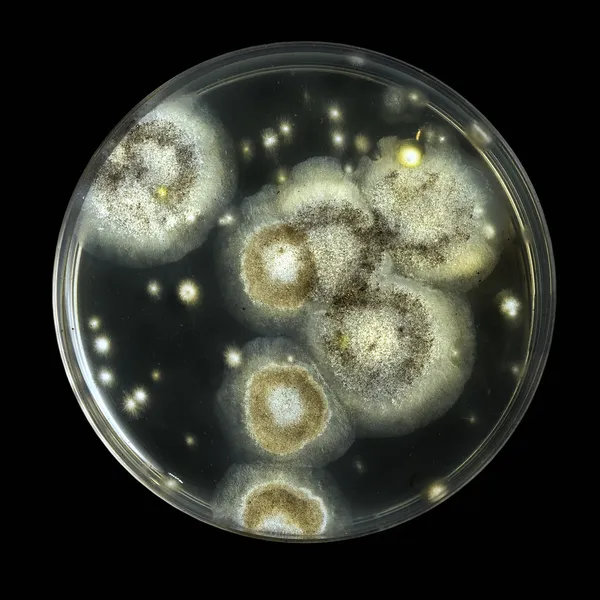 Petriho misky s plísní izolovaných na černém Stock Fotografie