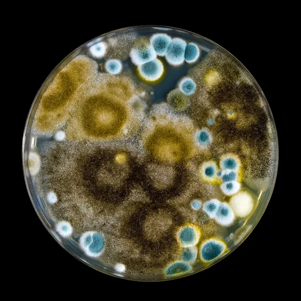 Petriho misky s plísní izolovaných na černém Stock Fotografie