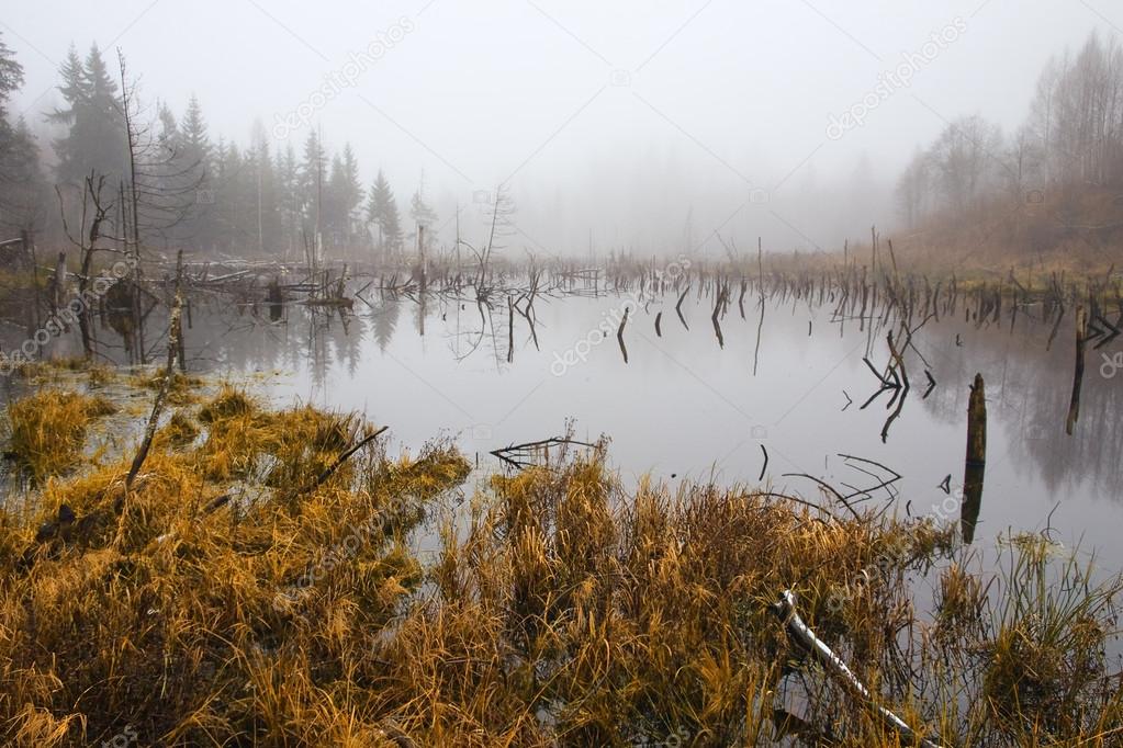 Latvian Landscape