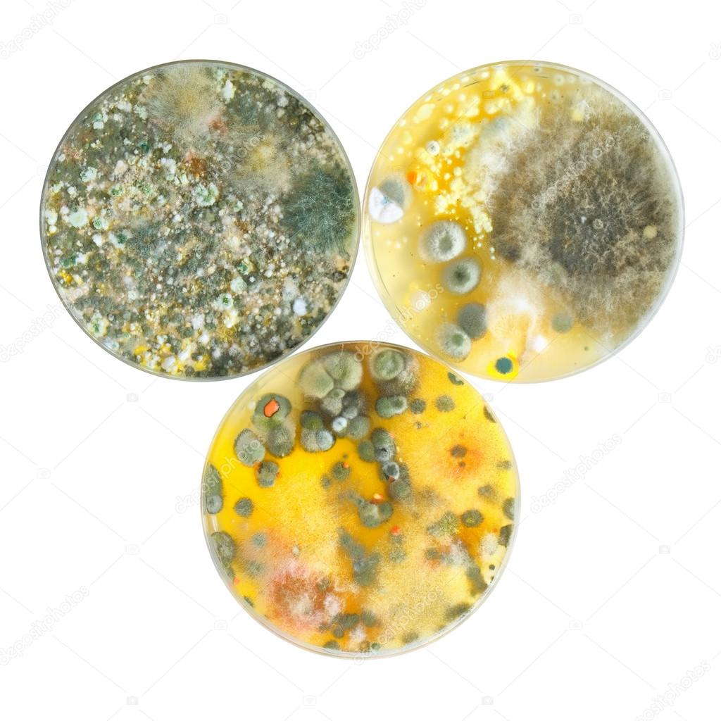 Petri dishes with mold
