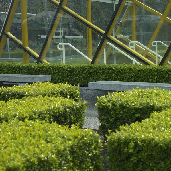 Trimmed bushes — Stock Photo, Image