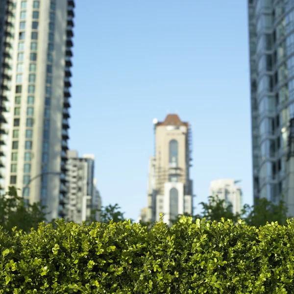 Zelené bush a výhledem na město — Stock fotografie