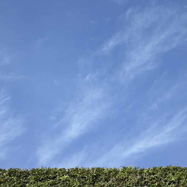 Copertura di cedro — Foto Stock