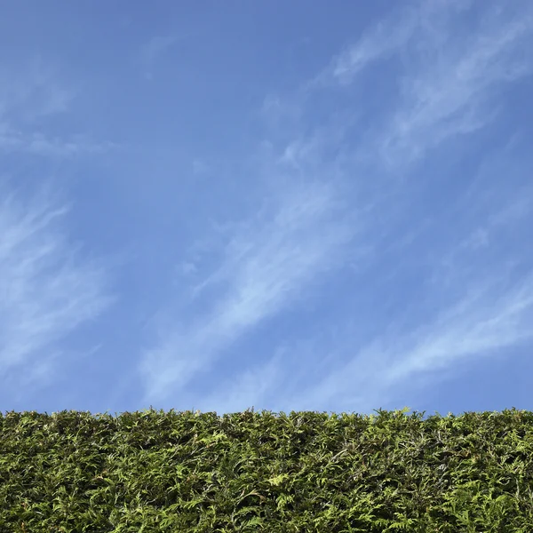 Zedernhecke — Stockfoto