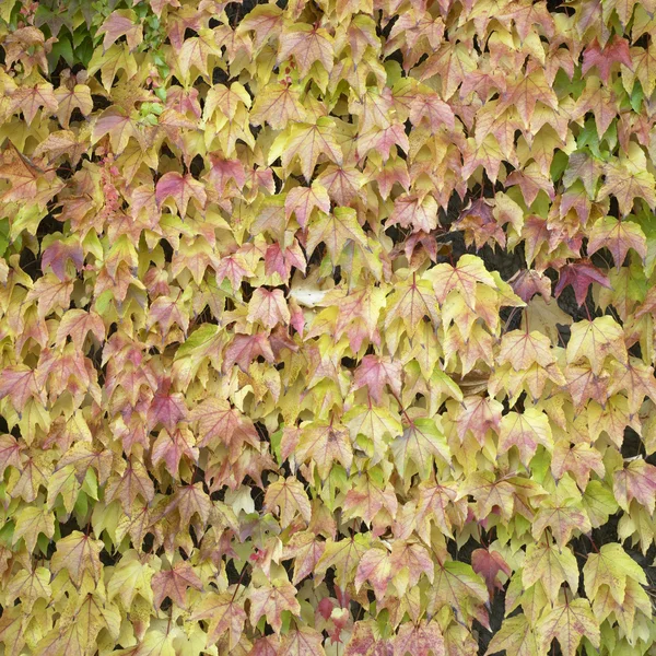 Vigne colorée — Photo