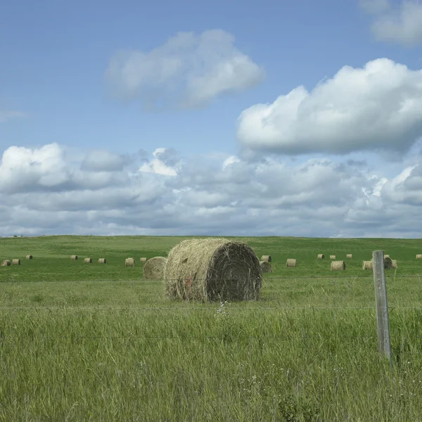 干し草畑 — ストック写真