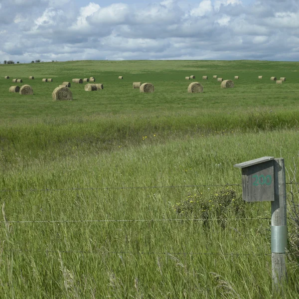 Veld met hooi — Stockfoto